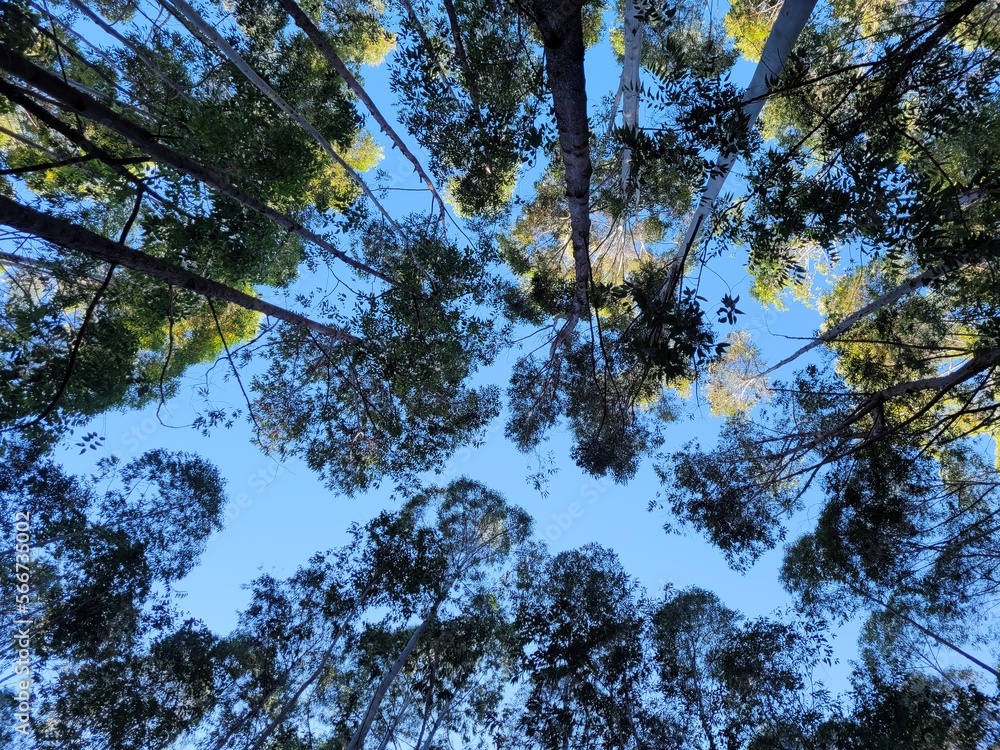 Fototapeta premium trees in the sky