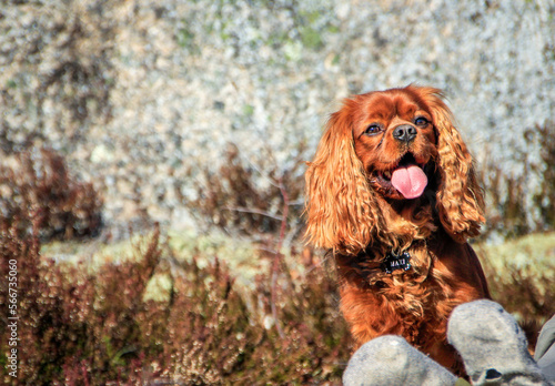 Happy Dog