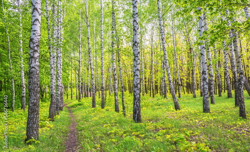 A path in a spring birch grove