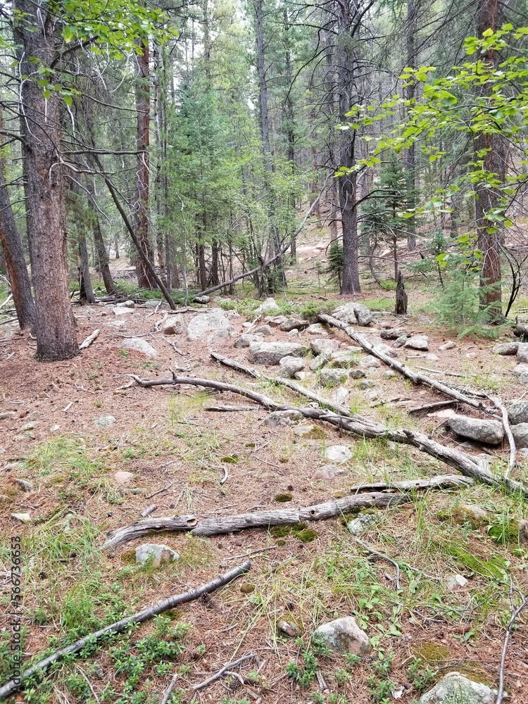 Fototapeta premium footpath in the woods