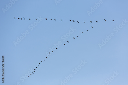 Flock of birds flying in a V formation against a clear blue sky
