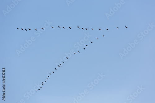 Flock of birds flying in a V formation against a clear blue sky