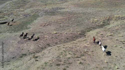 Wild horses (Turkish; Yılkı Atları). Video footage of running and walking horses, shot by drone, in Ibradı, Ormana Eynif plain. Antalya photo