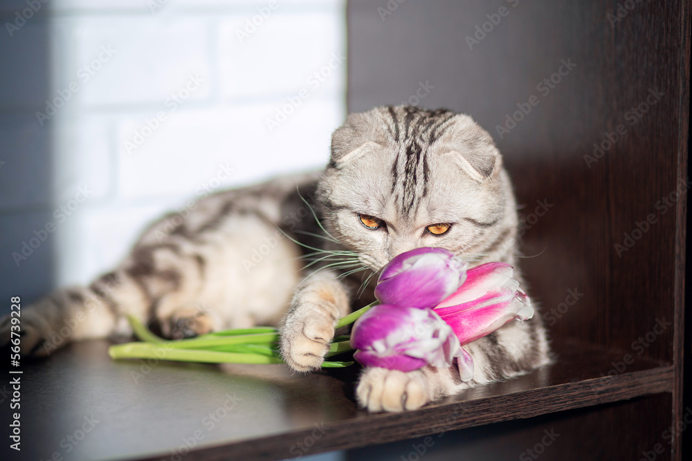 Naklejka premium A beautiful fold-eared cat lies on the table and holds a spring bouquet of tulips in its paws. Postcard for March 8 with a striped cat