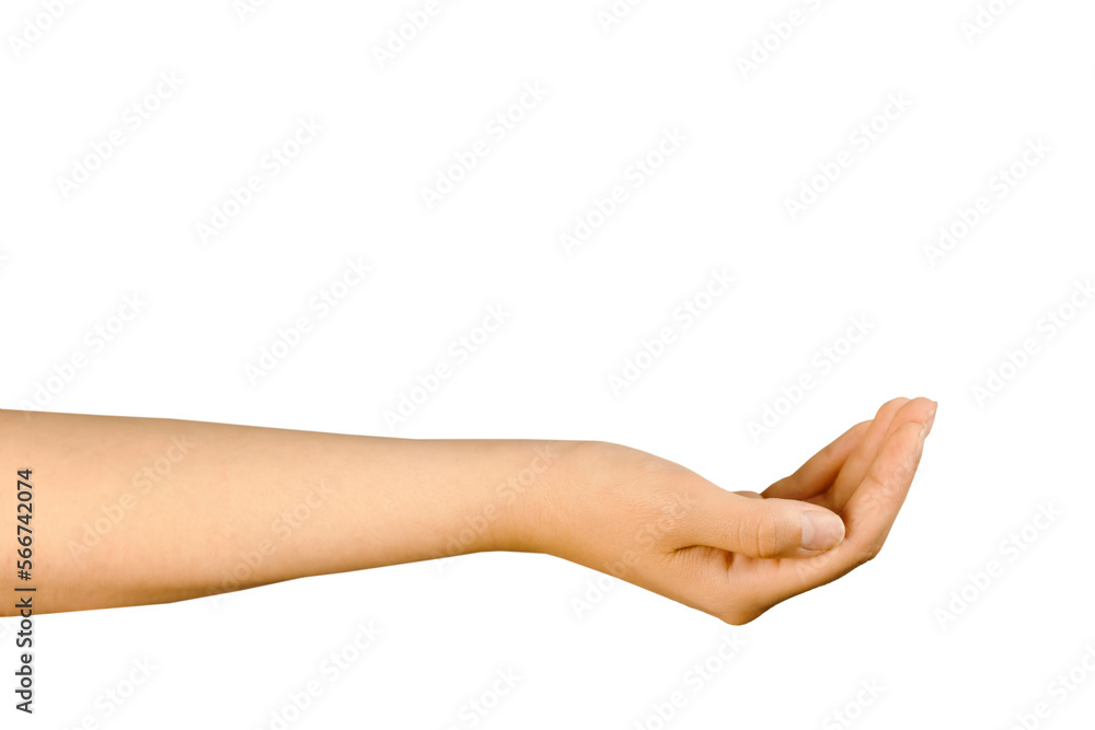 Fototapeta premium The hand is insulated on a white background with space for a copy. Hand palm up, hold something, begging, donation, empty hand. The Beautiful Hand of the White Man