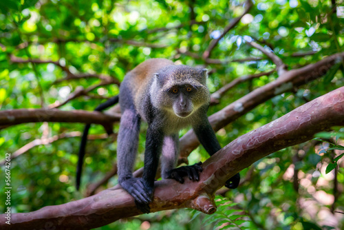 Red Colobus Monkey, Jozani Forest, Zanzibar - Endangered Species