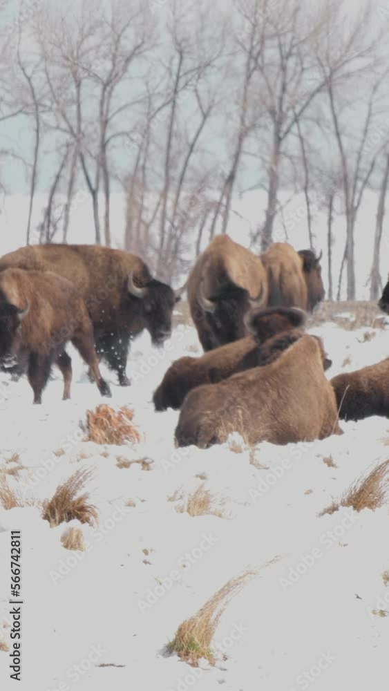 Vertical Video Bison Running and Chasing in Snow Vertical Video Bison Running and Chasing in Snow