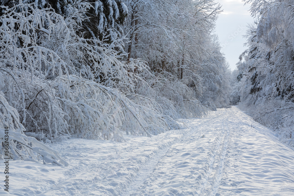 Fototapeta premium Snowy winter day in the forest 