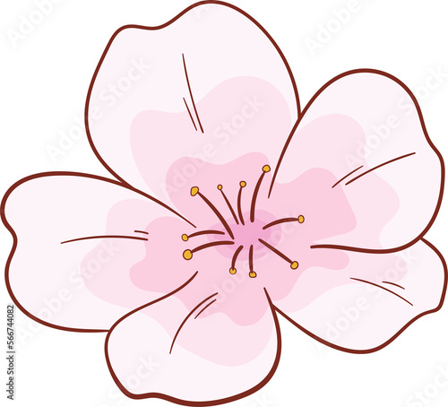 sakura flower © Deborah Soglia