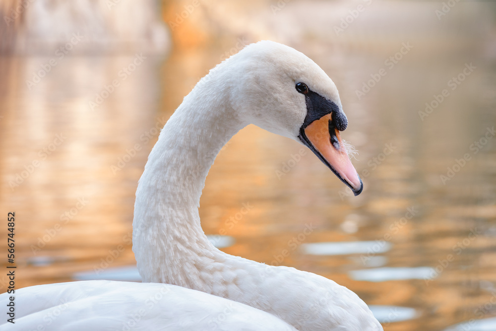 Obraz premium A beautiful white swan. Portrait of a white swan in the background of beautiful nature. Autumn pond with a white swan
