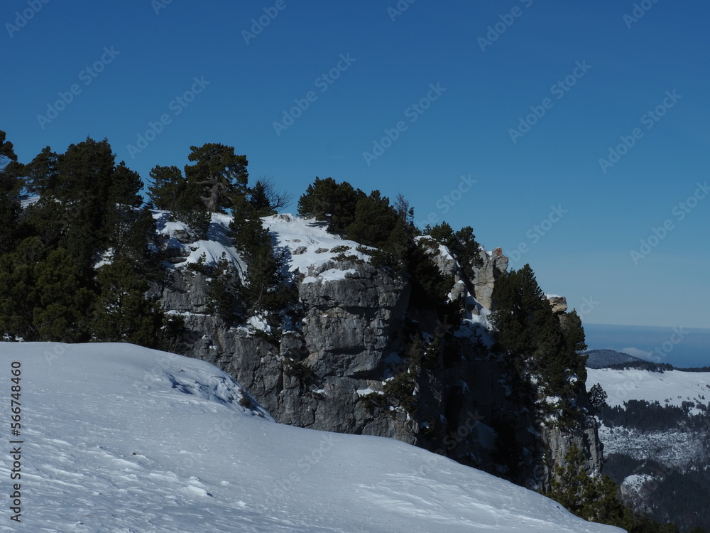 neige et pins en Vercors, avec ciel bleu
