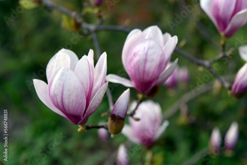magnolia  kr  lowa ogrodu  magia wiosny  kwiat magnolii  marzenia  perfumy  odpoczynek  poezja  rozkosz  patrz   na ogr  d  drzewko kwitn  ce  czar  urokliwa ga    zka magnolii