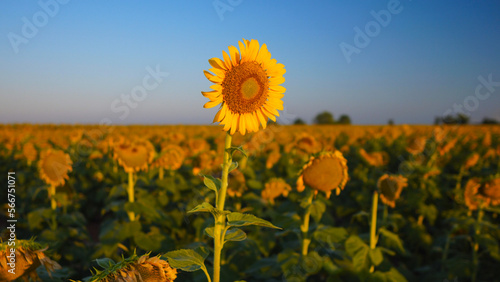 Sunflower standing tall at sunrise