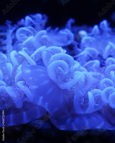 Upside down jelly at Aquarium of the Bay