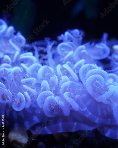 Upside down jelly at Aquarium of the Bay