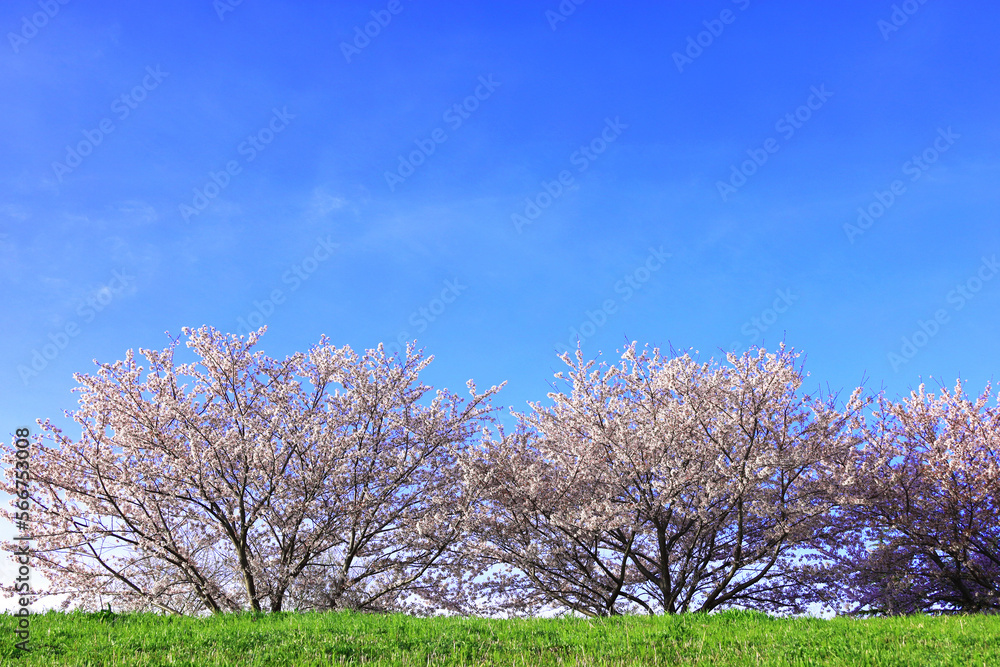 Spring Scenery In Japan, Cherry blossoms of the Kawasaki Tamagawa River Embankment