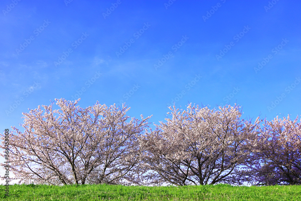 Spring Scenery In Japan, Cherry blossoms of the Kawasaki Tamagawa River Embankment Spring Scenery In Japan, Cherry blossoms of the Kawasaki Tamagawa River Embankment