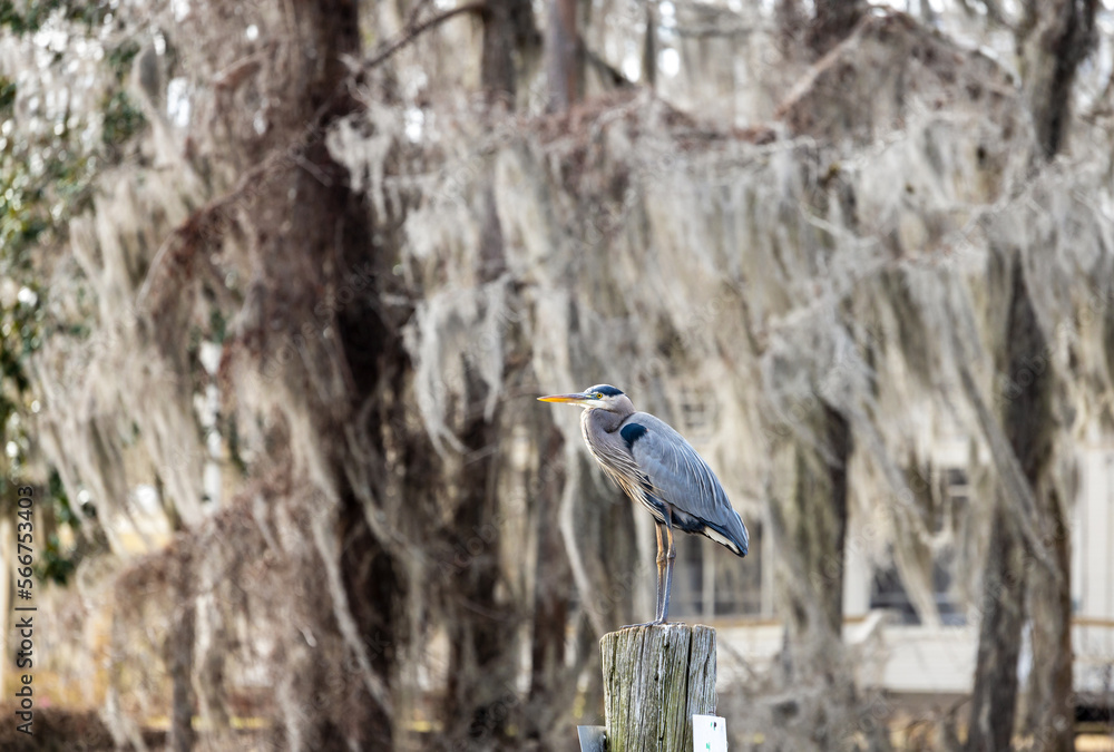 Fototapeta premium Great Blue Heron (Ardea Herodias) among the cypress trees in Caddo Lake, Texas