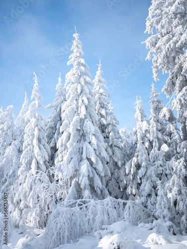 Beautiful winter forest in the snow on a sunny day. Winter . January