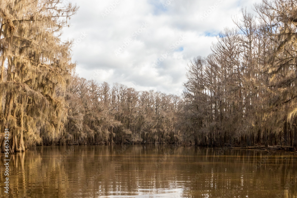 Beautiful cypress trees on Caddo Lake, Texas, on a winter morning Beautiful cypress trees on Caddo Lake, Texas, on a winter morning