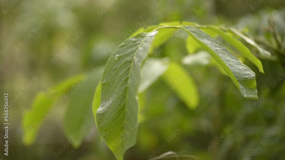 Raining on a green leaves in a garden. Raining on a green leaves in a garden.