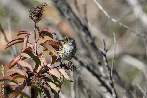 bird on branches SOcal