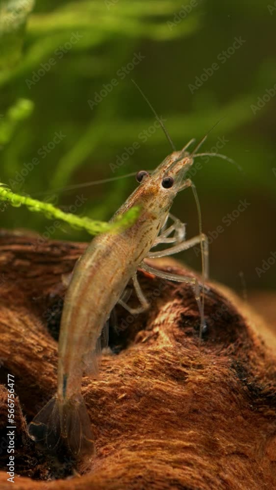 Amano shrimp (Caridina multidentata or Caridina japonica), female in Aquarium. Vertical video. Amano shrimp (Caridina multidentata or Caridina japonica), female in Aquarium. Vertical video.
