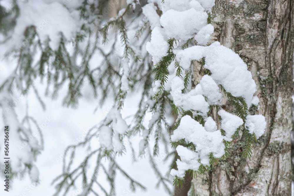 Fir branch covered with snow. Close-up of a beautiful snow-covered branch.