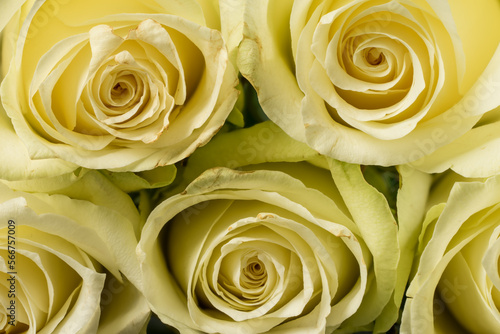 Rose bloom. Natural blooming flower blossom  isolated on the black background. Valentines day cards