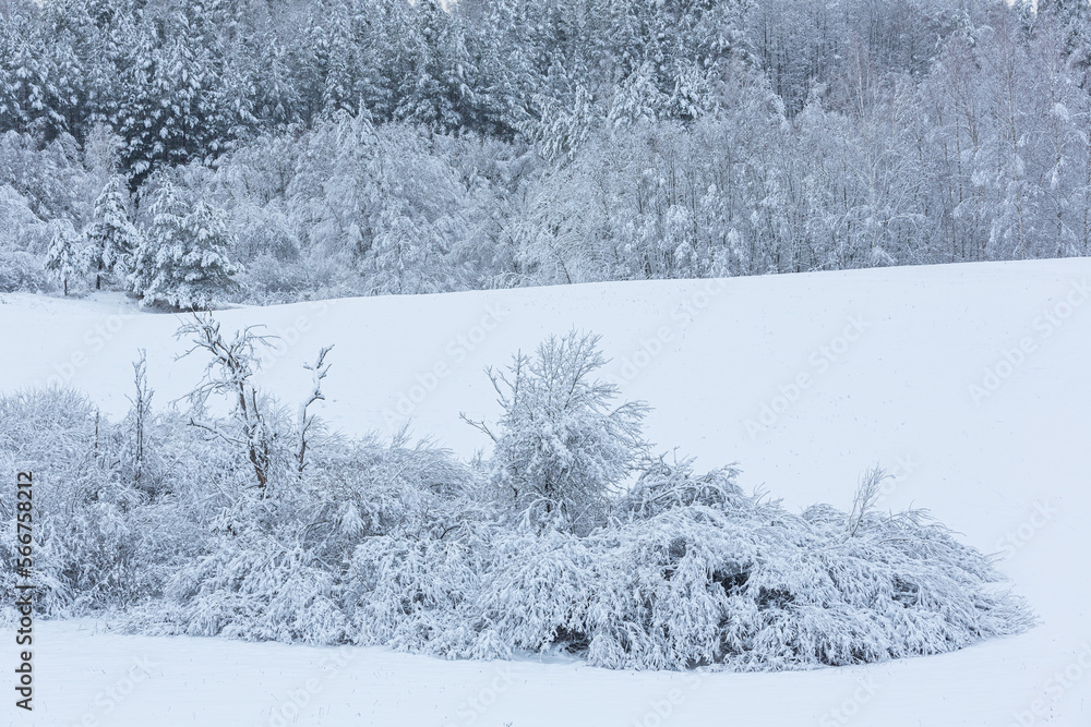 Fototapeta premium sunny, snowy winter day in the countryside