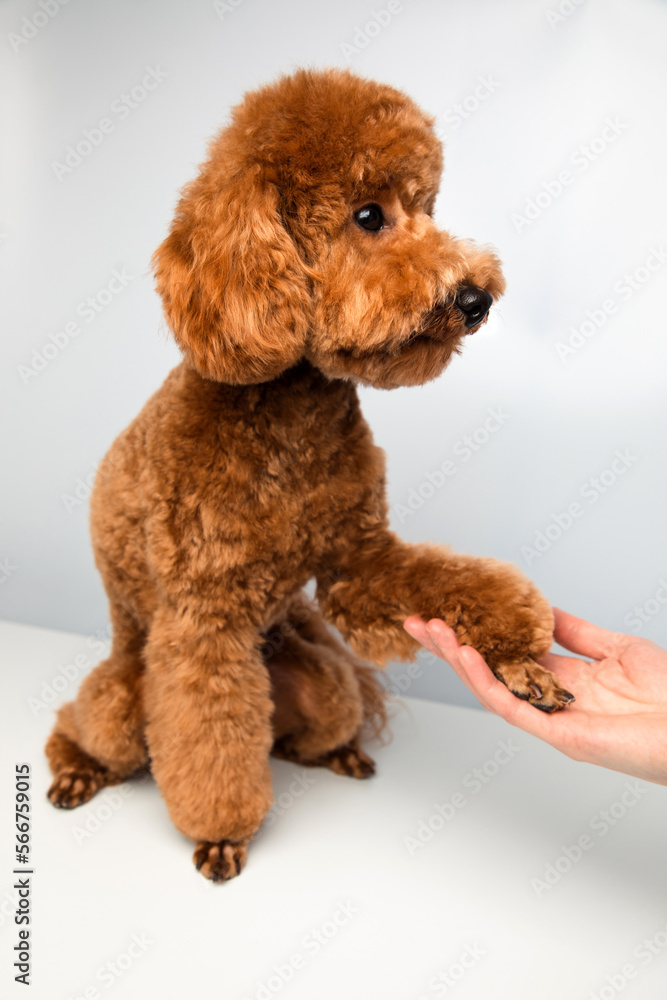 A small red poodle sitting gives a paw to the owner on a white background. Pet grooming. Front view
