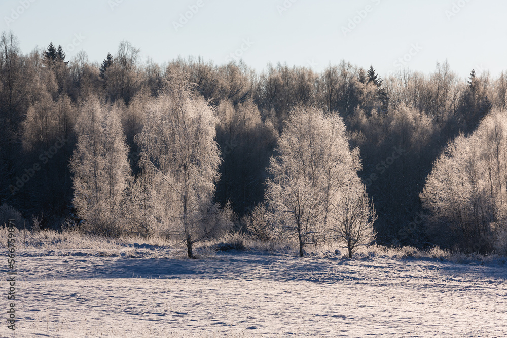 sunny, snowy winter day in the countryside at sunset sunny, snowy winter day in the countryside at sunset