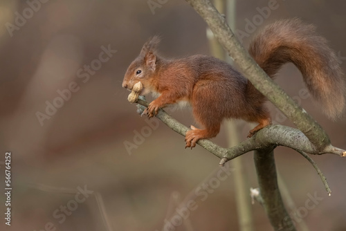 red Squirrel  sciurus vulgaris  on a tree branch with a nut  close up with a blurred background in a forest in winter in Scotland uk