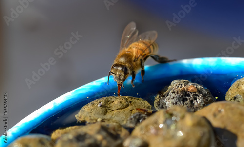 Honeybee drinking water from a waterbowl with stones in it