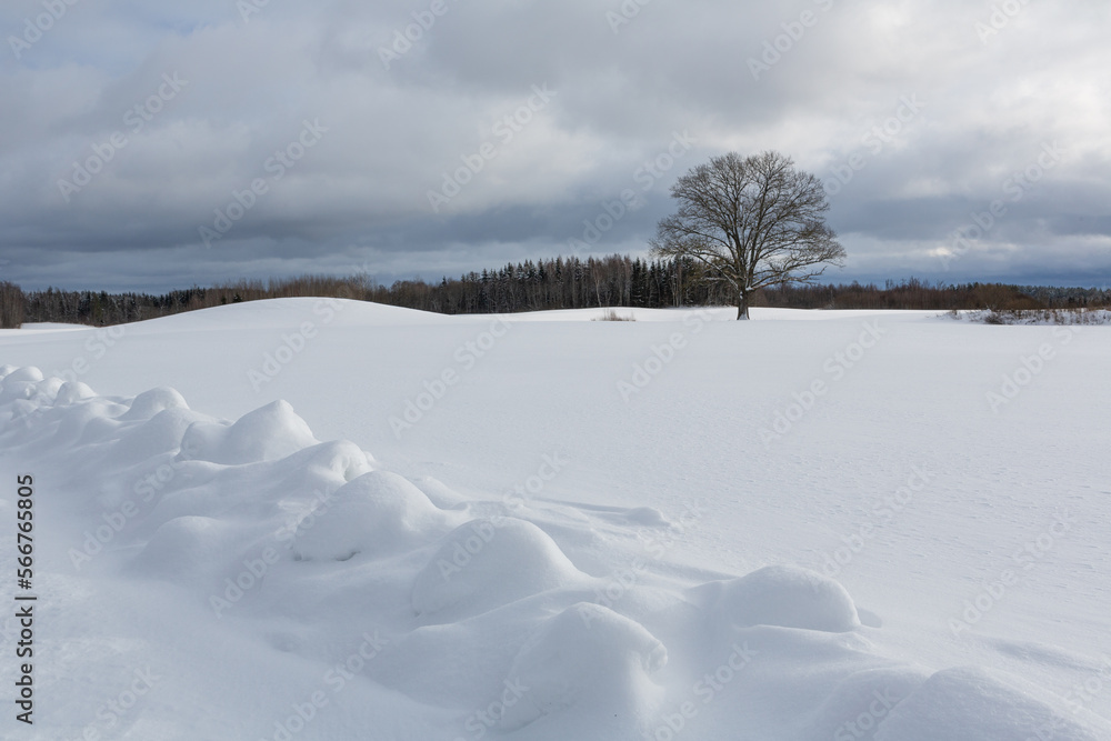 sunny, snowy winter day in the countryside sunny, snowy winter day in the countryside