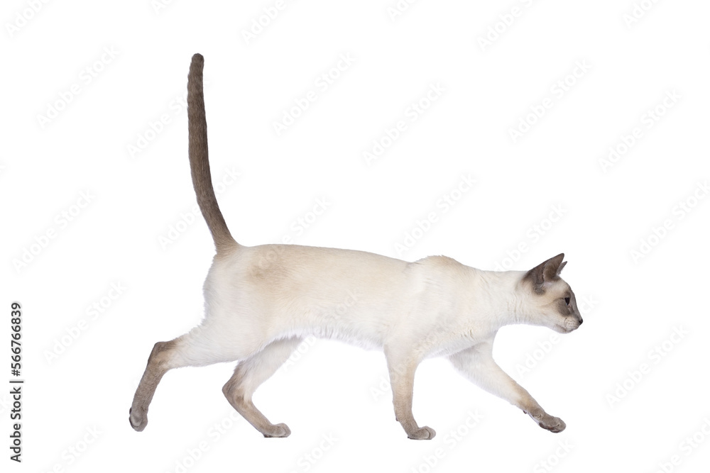 Young adult lilac Thai cat walking side ways, looking straight ahead away from camera. Isolated cutout on a transparent background. Young adult lilac Thai cat walking side ways, looking straight ahead away from camera. Isolated cutout on a transparent background.