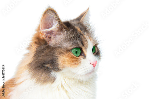 Fluffy long hair cat portrait isolated on the white background