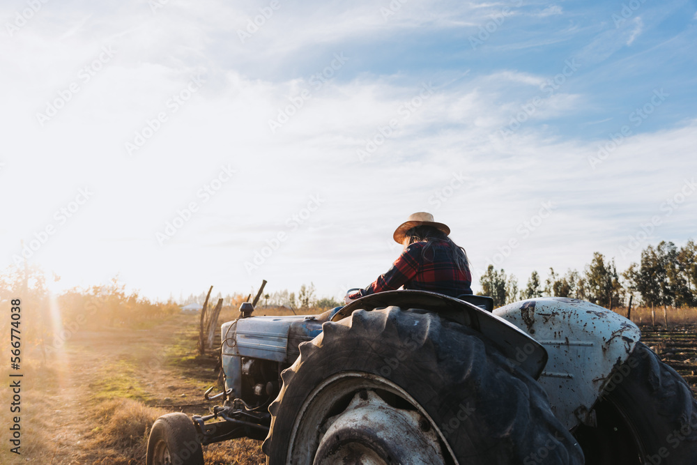 Obraz premium Rear view of a latin farmer woman driving an old tractor, in the middle of his farmland at sunset