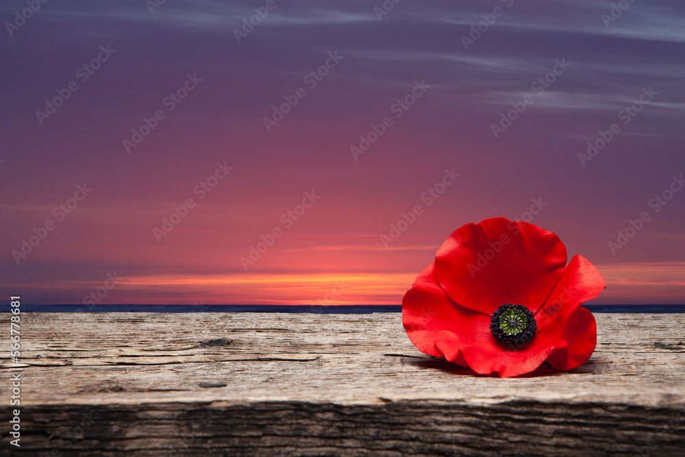 Poppy pin for Remembrance Day. Poppy flower on old beautiful high grain, detailed wood on background of sunset sky. Poppy pin for Remembrance Day. Poppy flower on old beautiful high grain, detailed wood on background of sunset sky.