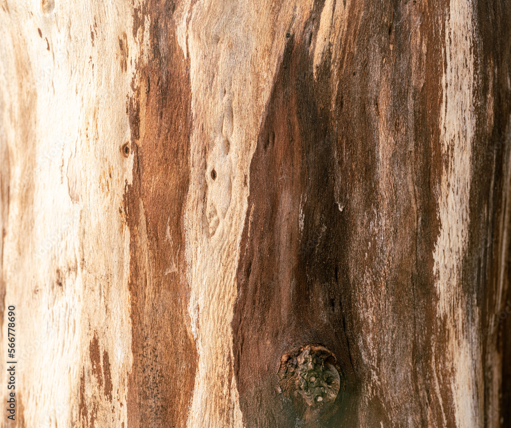 Fototapeta premium tło drewno naturalne w kolorze brązowym ze słojami