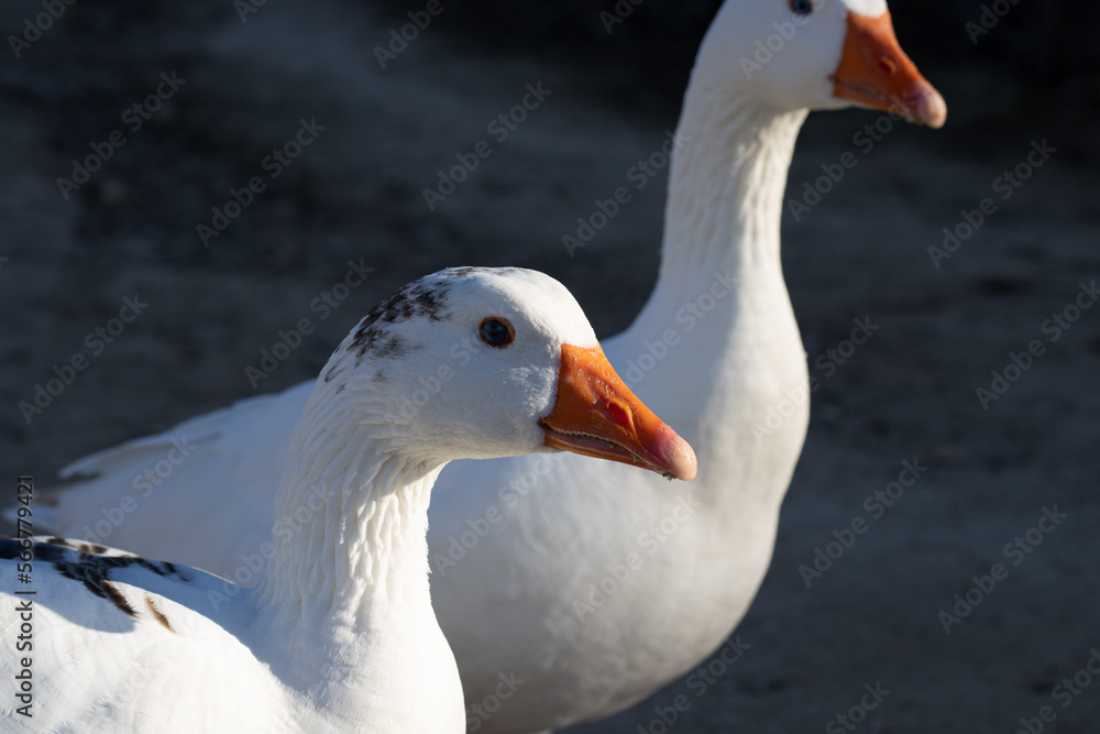 Dos gansos preciosos en la naturaleza