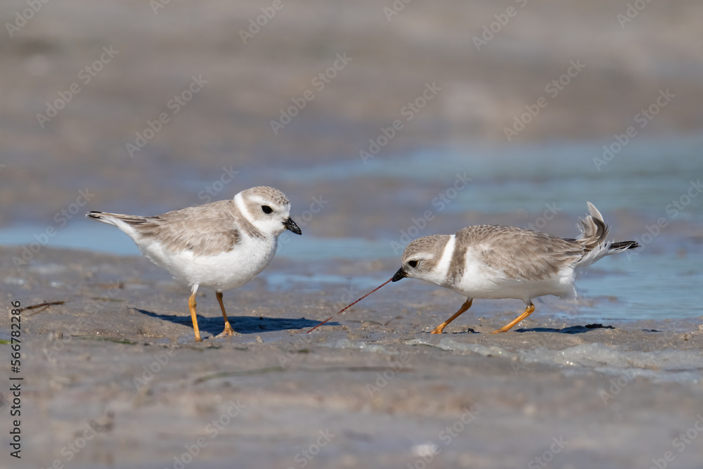 A piping plover pulls a bloodworm from a mudflat while its friend watches at Honeymoon Island State Park in Florida. A piping plover pulls a bloodworm from a mudflat while its friend watches at Honeymoon Island State Park in Florida.