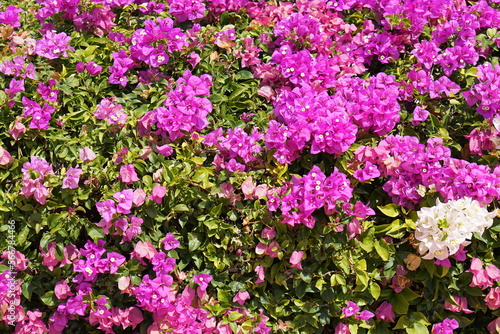 pink and white bougainvillea background