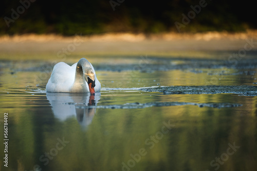 Cygne blanc sur un étang avec la réflexion de son corps sur l'eau, éclairé par le levé du soleil en train de se nourrir dans les algues