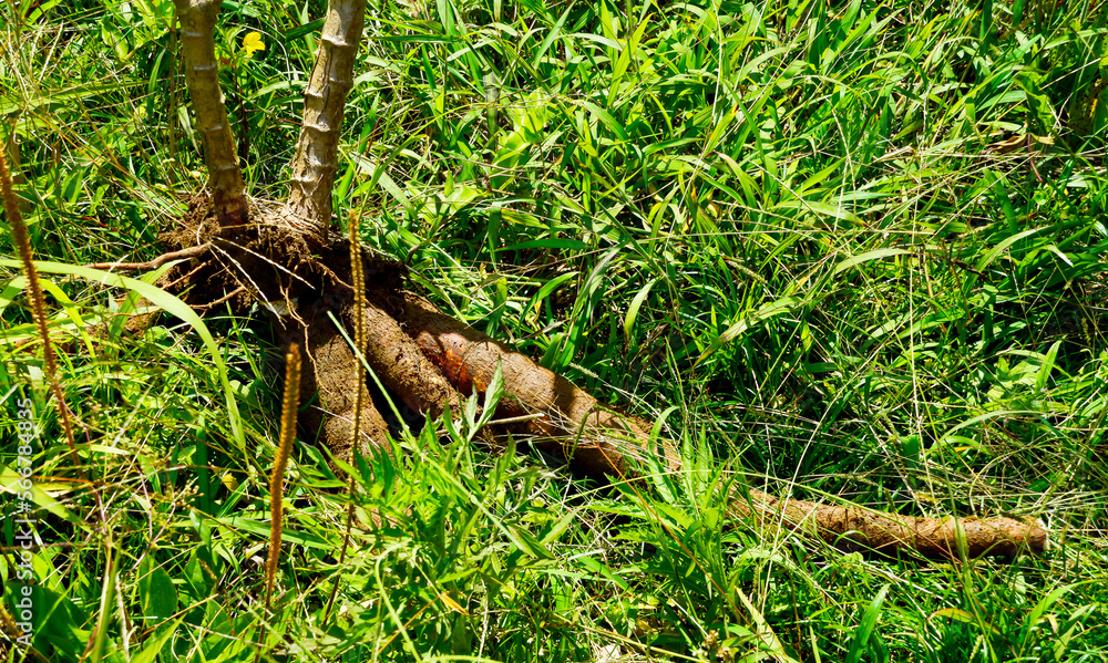 Obraz premium Cassava that has been taken from the ground not separated from the stem