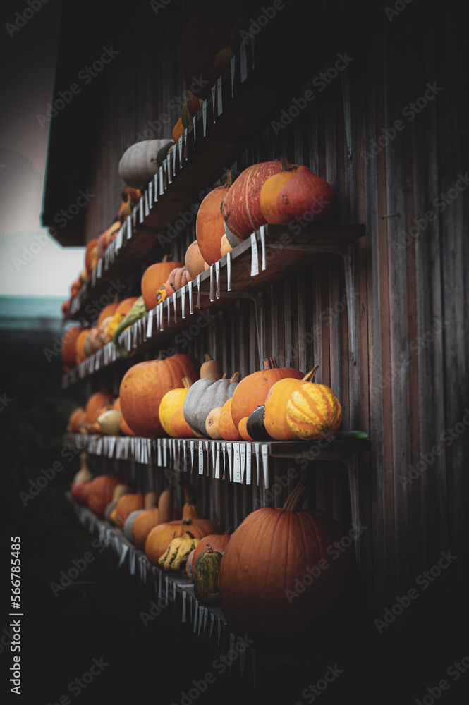 jack o lantern jack o lantern