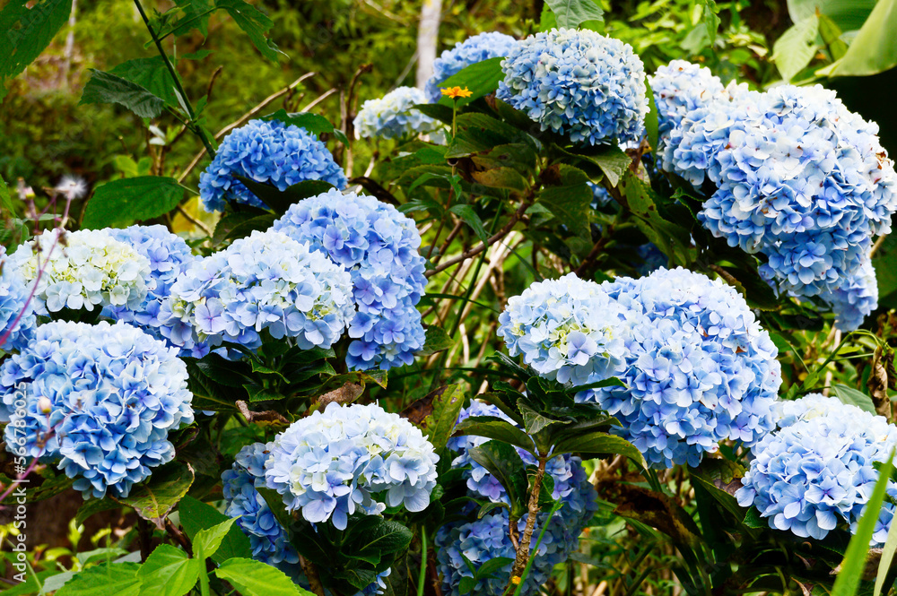 Image shows hydrangea flowers in different shades of blue Image shows hydrangea flowers in different shades of blue