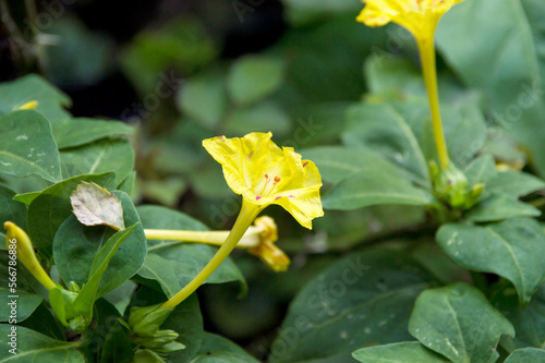 yellow conical flower
