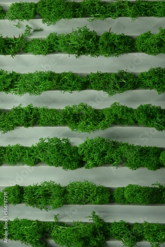 green grass background