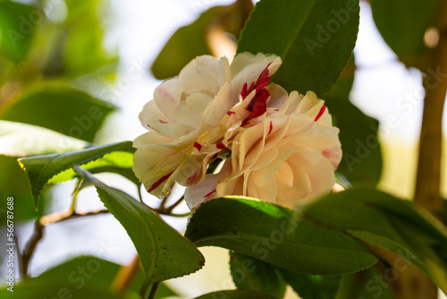 Blossoms of white camellia , Camellia japonica on a bush Fototapet